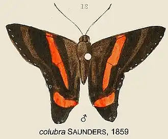 Ancyluris colubra