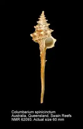 Columbarium spinicinctum