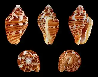 Columbella mercatoria