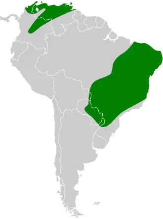 Zuid-Amerikaanse Incaduif