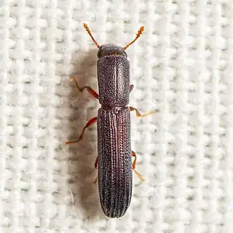 Colydium lineola