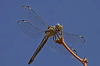 Libellula comanche