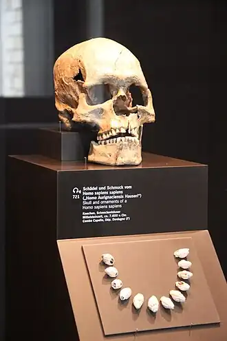 Menselijke schedel gevonden in Combe-Capelle Ethnologisches Museum, Berlijn