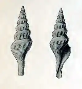 Comitas breviplicata