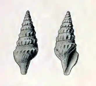 Comitas eurina