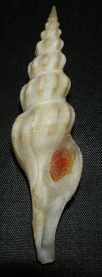 Comitas ilariae