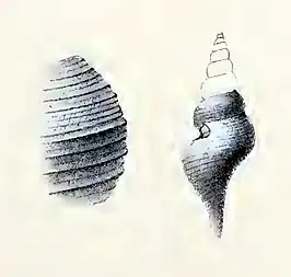 Comitas rotundata