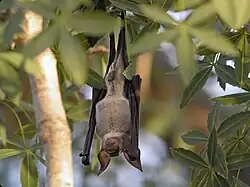 Exemplaar in het Nationaal park Tsimanampesotse
