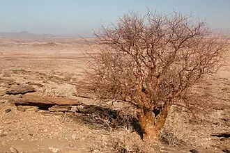 Commiphora glaucescens