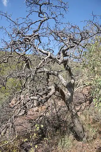 Commiphora mollis