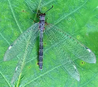 Myrmeleon immaculatus
