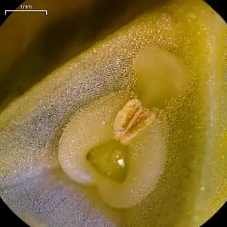 Gemodificeerde meeldraden en stijl achter de bek van de bloem
