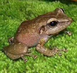 Eleutherodactylus coqui