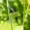 Gewone pantserjuffer (Lestes sponsa) ♂