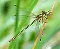 Gewone pantserjuffer (Lestes sponsa) ♀