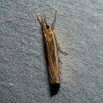 Crambus praefectellus