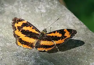 Symbrenthia hippoclus