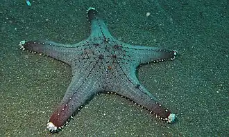 Pentaceraster mammillatus