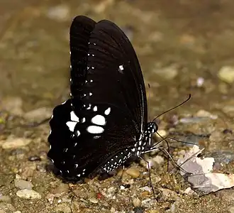 Papilio castor