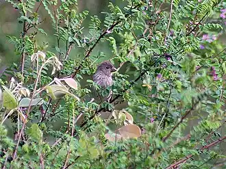 Vrouwtje (Kullu- Manali District, Himachal Pradesh, India)