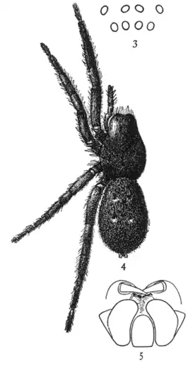 Gnaphosa muscorum