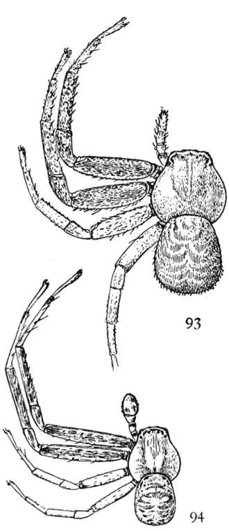 Xysticus funestus