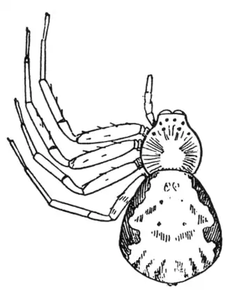 Philodromus marxi