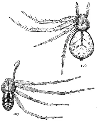 Philodromus imbecillus