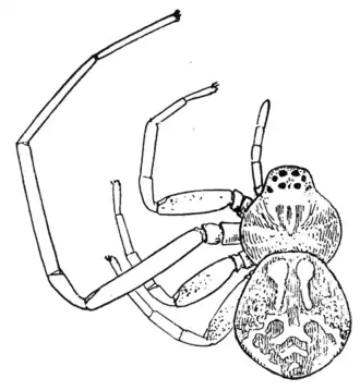 Ebo latithorax