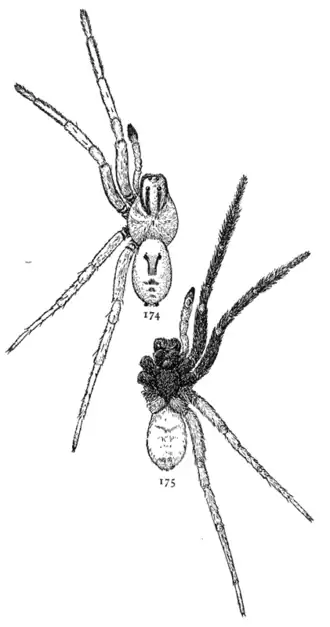 Geolycosa turricola