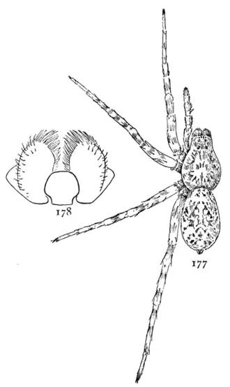 Arctosa littoralis