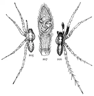 Pardosa saxatilis