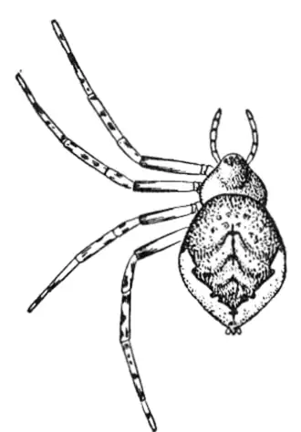 Euryopis funebris
