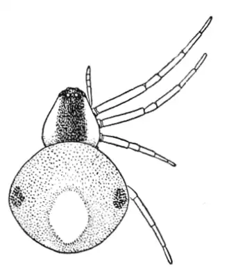 Theridula opulenta