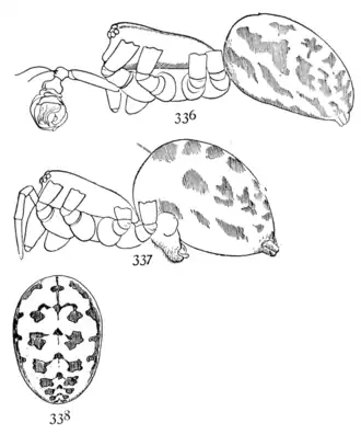 Megalepthyphantes