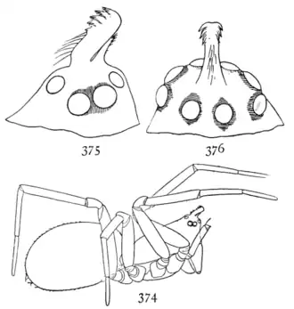 Walckenaeria directa