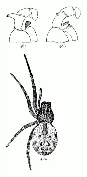 Dictyna volucripes