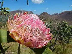 Gewone protea in het Nationaal park Marakele, Zuid-Afrika