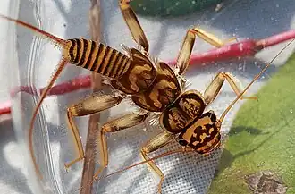 Acroneuria carolinensis