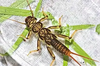 Calineuria californica