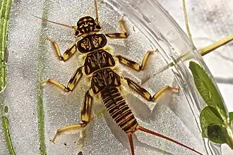 Paragnetina immarginata