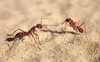 Myrmecia nigriscapa