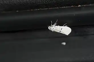 Comocritis albicapilla