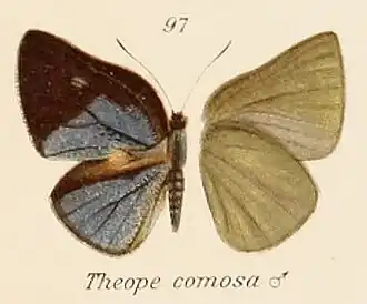 Theope comosa
