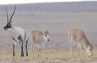 Tibetaanse antilope