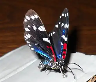 Composia fidelissima