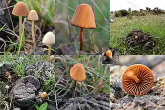 Paardenvijgbreeksteeltje