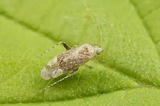 Compsidolon salicellum