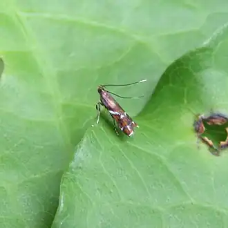 Compsistis bifaciella