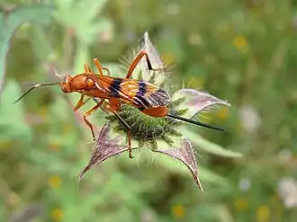 Compsocryptus calipterus